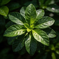 刘*佳